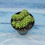 Gymnocalycium Spineless Crested form (Гимнокалициум Кристатный)