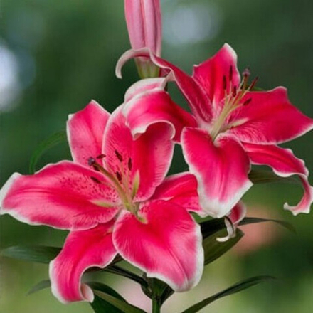 Лилия Эль Капитан (5 шт) Волжский Сад