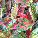 Аглаонема JAREN LAB