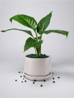 Цветной дренаж цвет зеленый