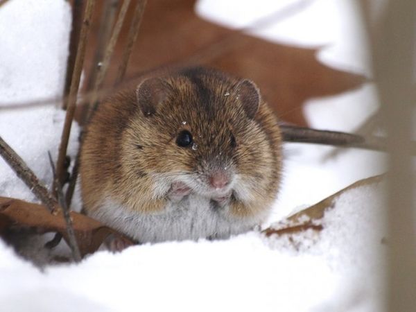 Что делать, если мыши погрызли яблони