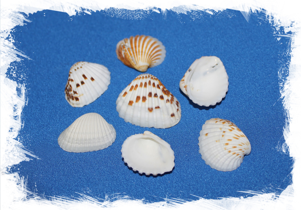 Двухцветная Кардита, 2-5см, 100гр, 12шт