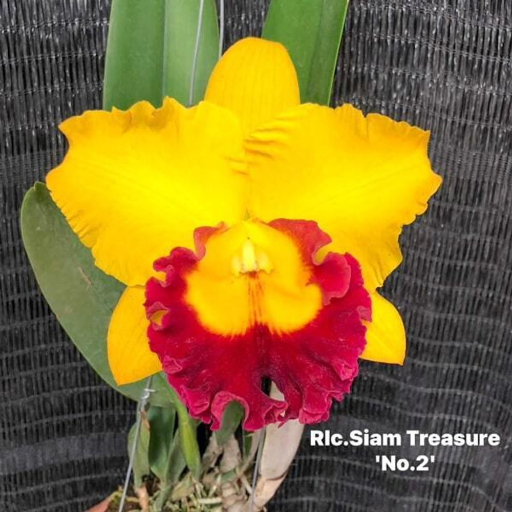 Орхидея ринхолелиокаттлея RLC. SIAM TREASURE N2