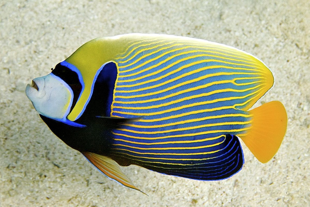 Ангел Императорский, (Pomacanthus imperator)