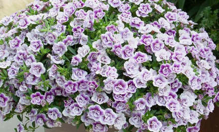 ЕВРО Калибрахоа Lav Tastic укорененный черенок ОКС начало декабря