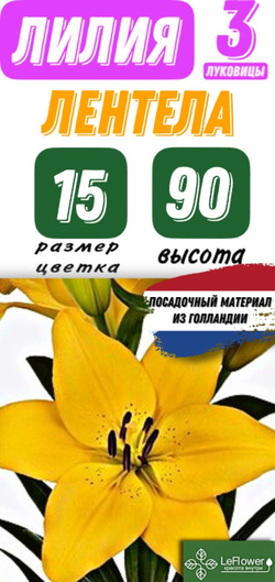 Лилия Луковица, Лентела, ЛА-гибрид, разбор 22/24, 3 шт