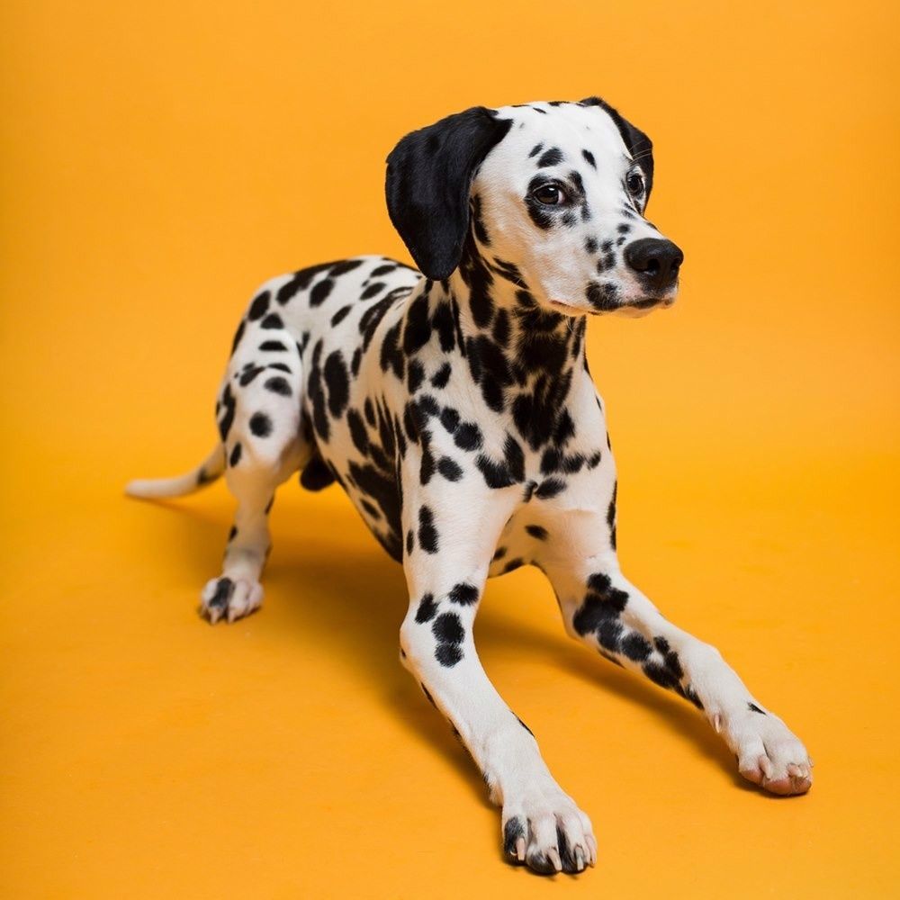 Фон бумажный Savage SA 43-12 Marmalade 2.72 x 11м мармелад