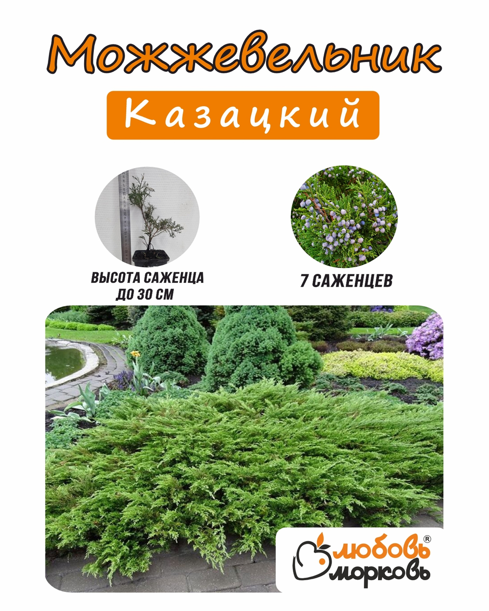 Можжевельник, Казацкий 7шт
