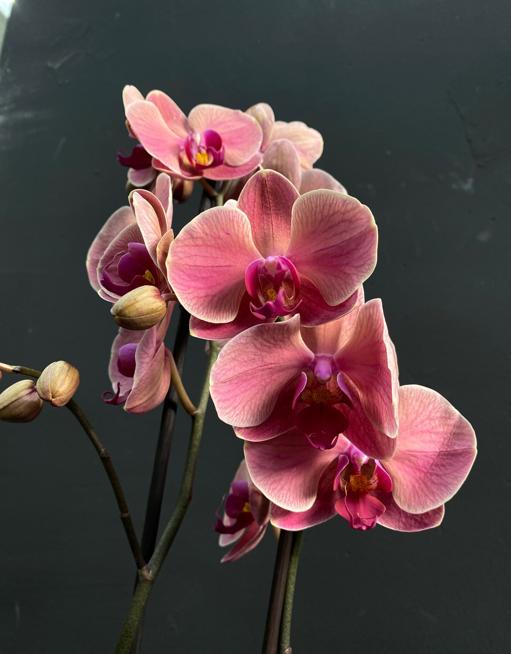 Орхидея фаленопсис пудровая