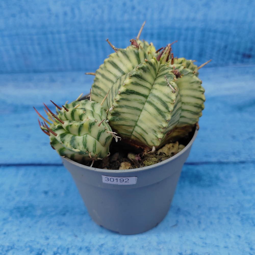 Euphorbia meloformis f. Variegated (Эуфорбия вариегатная)