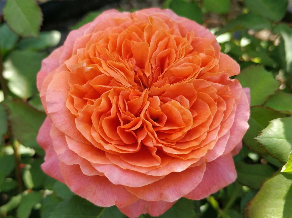 Роза «Эмильен Гийо» (Emilien Guillo) кустовая