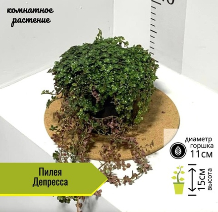 Пилея Депресса, D11см Н15см, 1шт, Россия