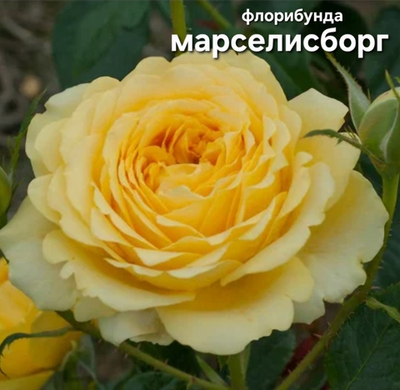 Саженцы роз флорибунда МАРСЕЛИС БОРГ