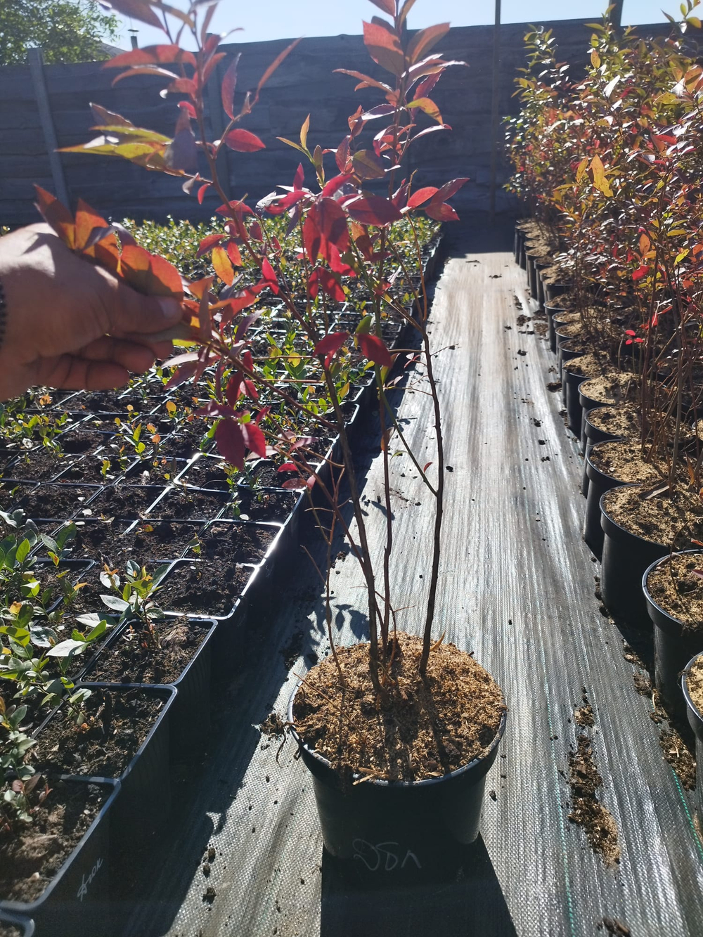 Голубика высокорослая Торо (Vaccinium corymbosum Toro)