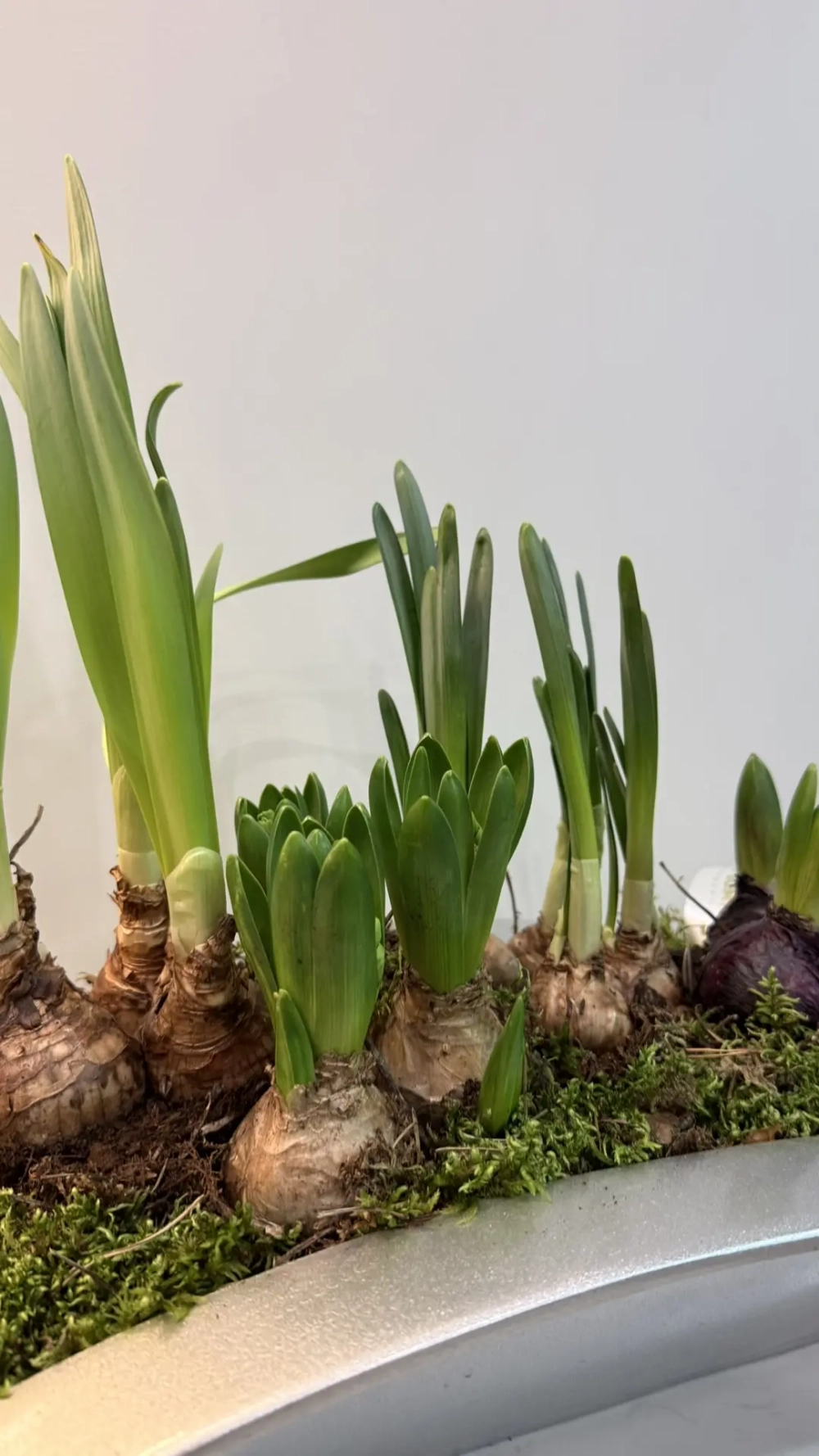 Композиция из луковичных первоцветов в кашпо