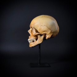 Череп человека на стойке (анатомическая модель)