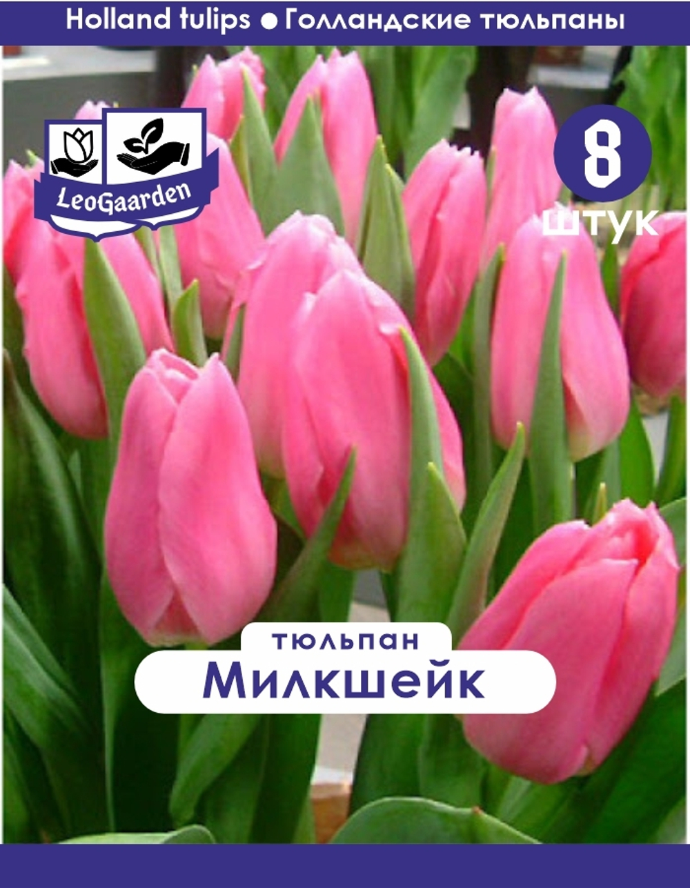 Тюльпан Луковица, Милкшейк, 8 шт