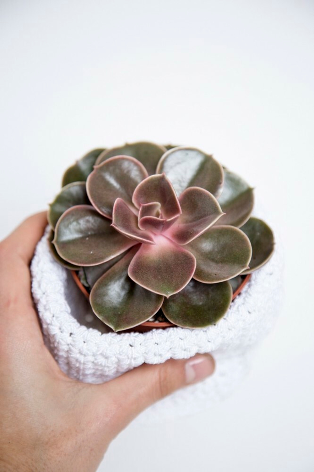 Эхеверия Мэджик