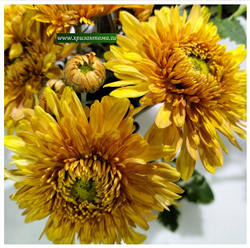 Корейская хризантема букетная