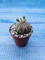 Euphoria Obesa (Эуфорбия)