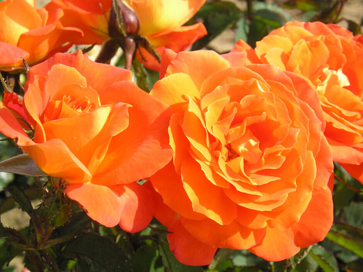 Роза Супер труппер штамб 90-100 см Закупка М17 весна 2026