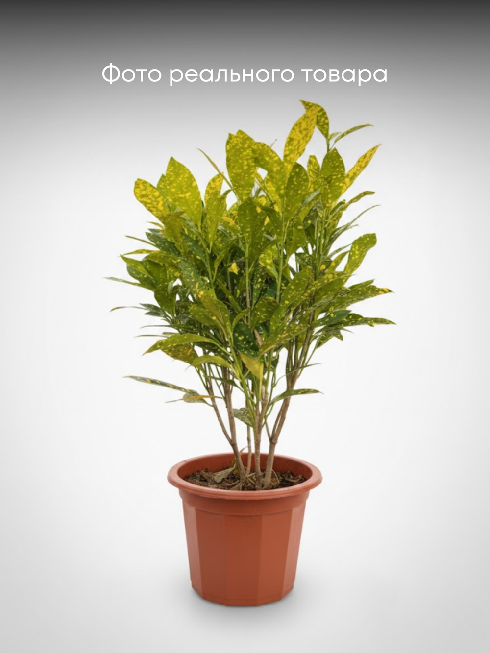 Фикус Бенджамина д.23