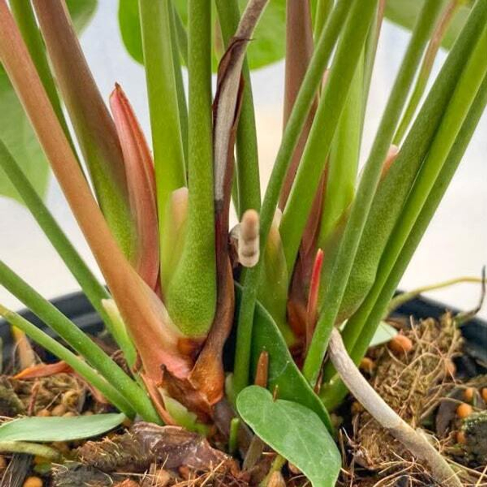 Антуриум Андре NEVADA