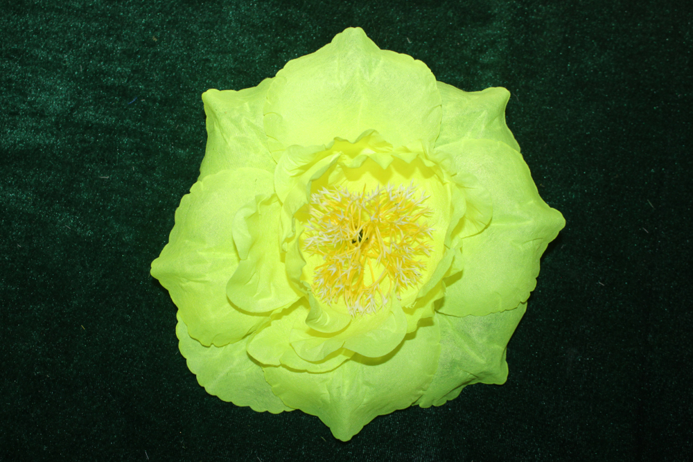 Г 1309 Мальва крупная