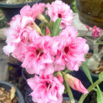 Адениум обесум MIGUEL