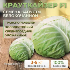 КРАУТКАЙЗЕР F1 семена капусты белокочанной (Bejo | Alexagro)