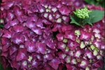 «Барон Пурпр» (Hydrangea macrophylla «Baron Pourpre») август 2025 г.