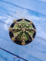 Gymnocalycium T-Rex Pink hybrid (Гимнокалициум T-rex)