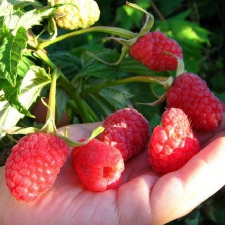 Малина Краса России (2-летняя) ЗКС