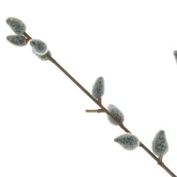 GAEM Цветок искусственный "Верба", L10 W10 H83 см