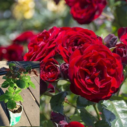 Роза Таманго флорибунда саженец с ЗКС.