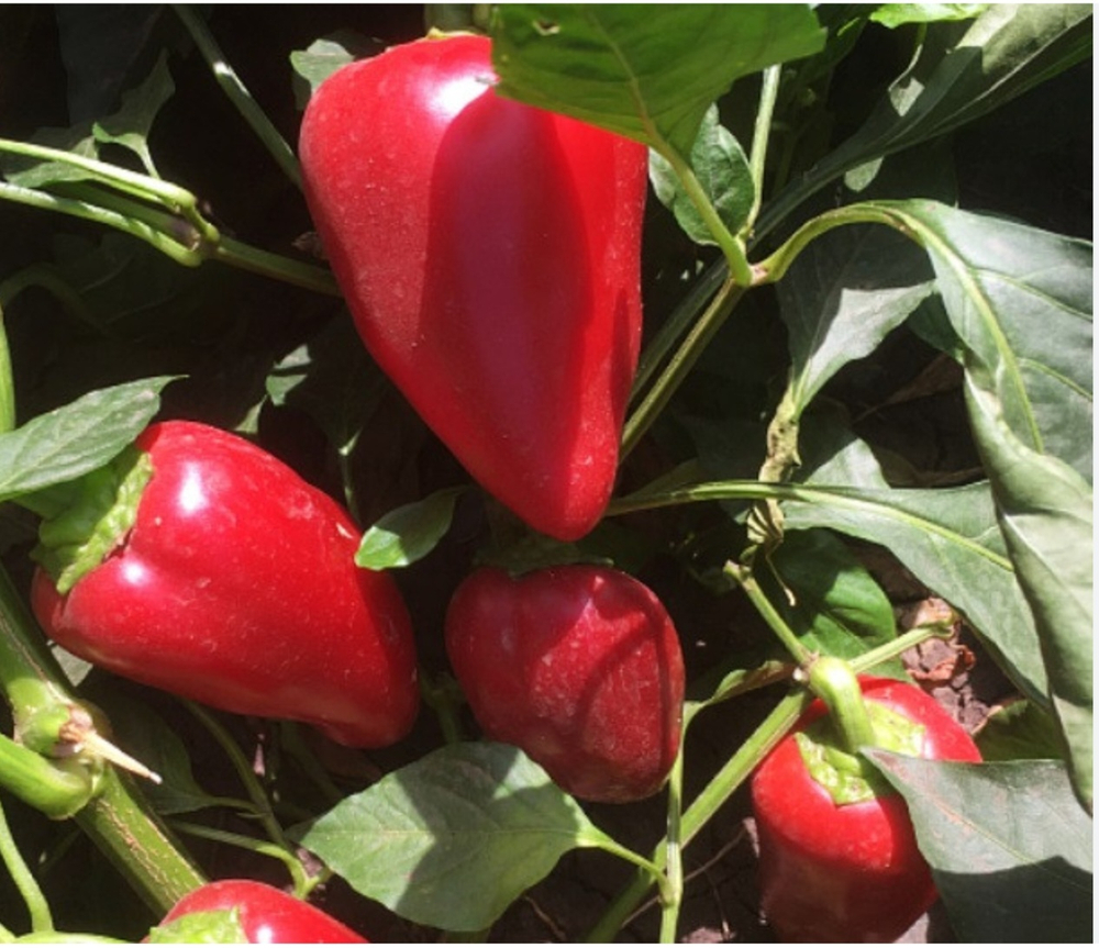 Перец Кантатта F1 1000 - Canttatta F семян