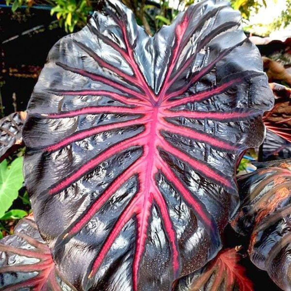 Колоказия BLACK LAVA 2