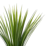 Осока куст 60 см.