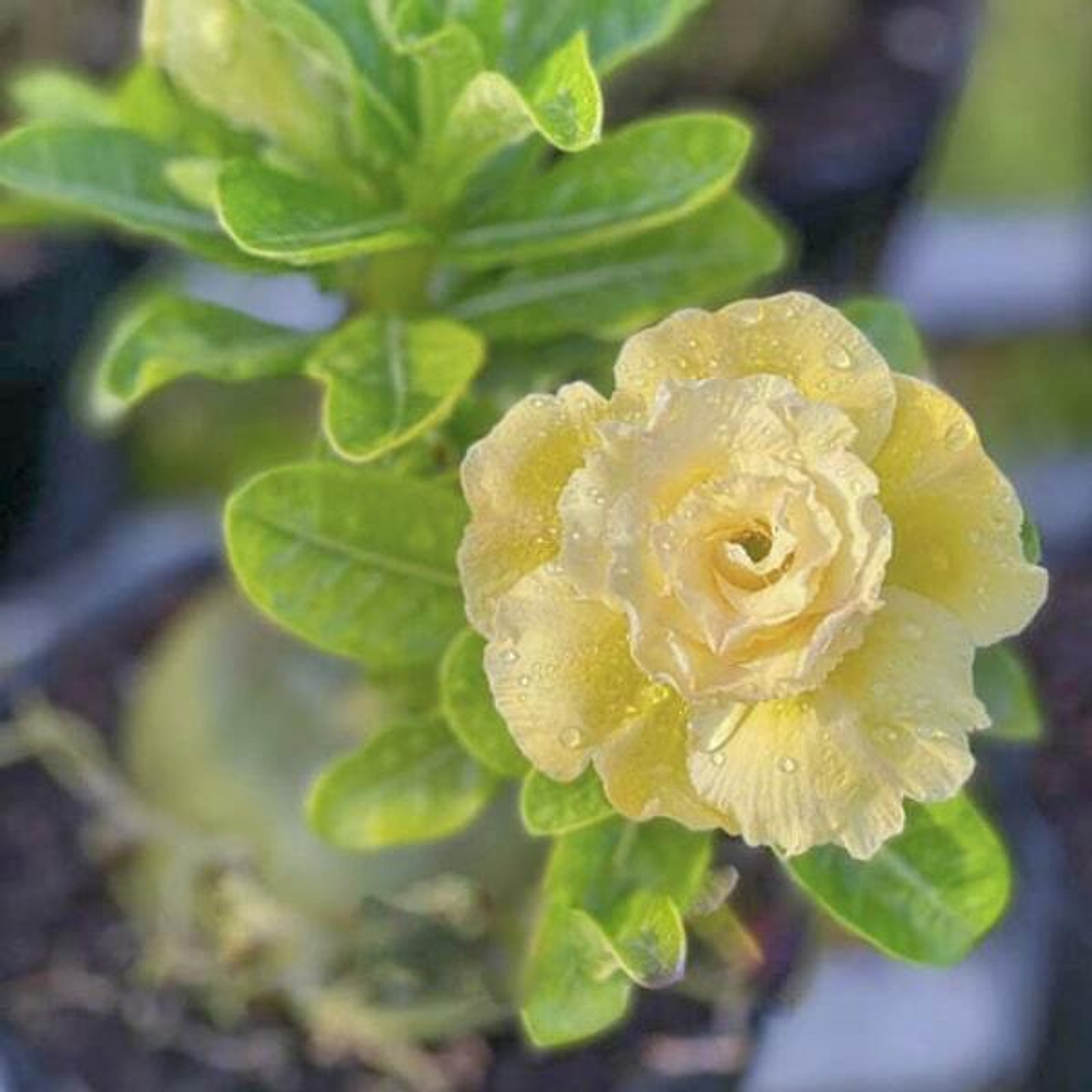 Адениум обесум 098 Pretty Lady