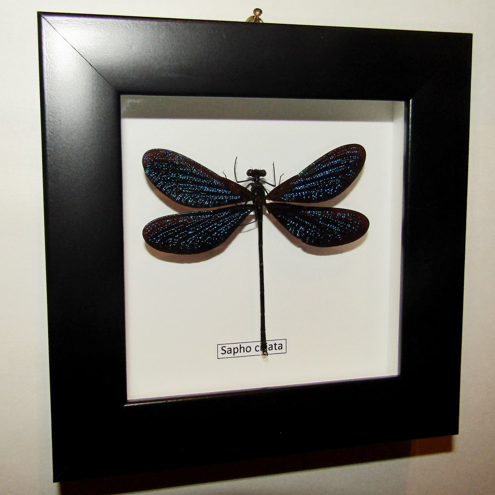 Стрекоза Sapho в рамке