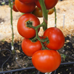 томат Президент 2 F1