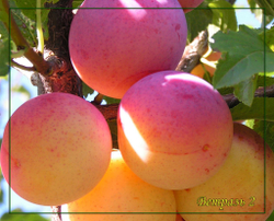 Слива (Алыча) Ветразь 2