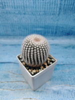 Notocactus Scopa (Нотокактус)