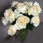 Крим Пьяже (Cream Piaget) — пионовидный душистый сорт