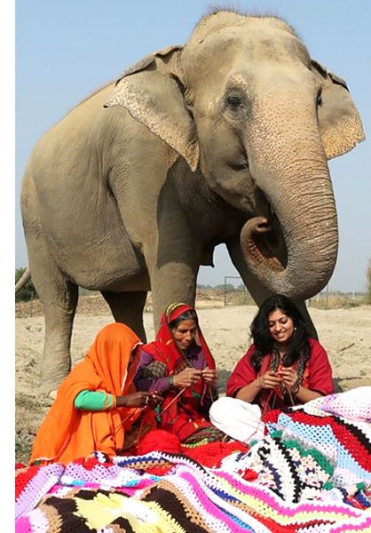 В Индии для слонов вяжут теплые свитера