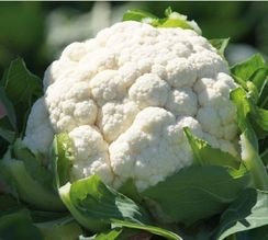 АБЕНИ F1 семена капусты цветной (Seminis | Alexagro)