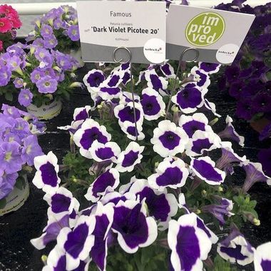 3217 Петуния FAMOUS DARK VIOLET PICOTEE (ВЕСНА 2025)