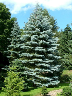 Ель Эдит С30л (130-140см) Закупка М35 наличие 2026