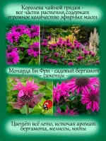 Монарда Би Фри садовый бергамот