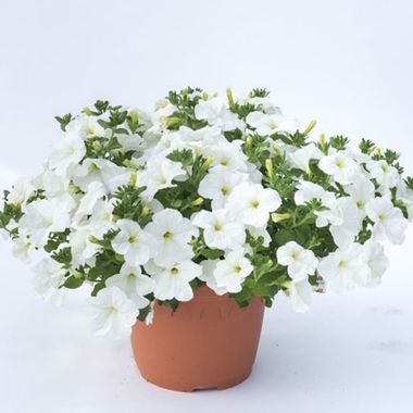 32424 Петуния TITAN GIANT WHITE (ВЕСНА 2025)